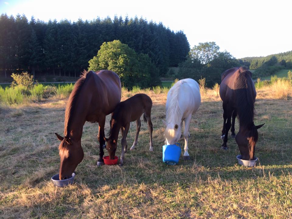 Chevaux et poulain mangeant dans leurs seaux au pré
