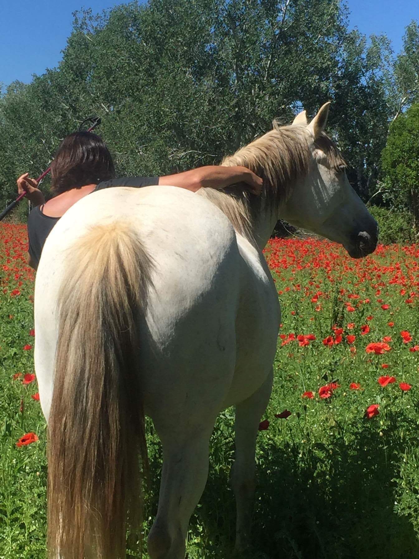 Sophie et Caliste