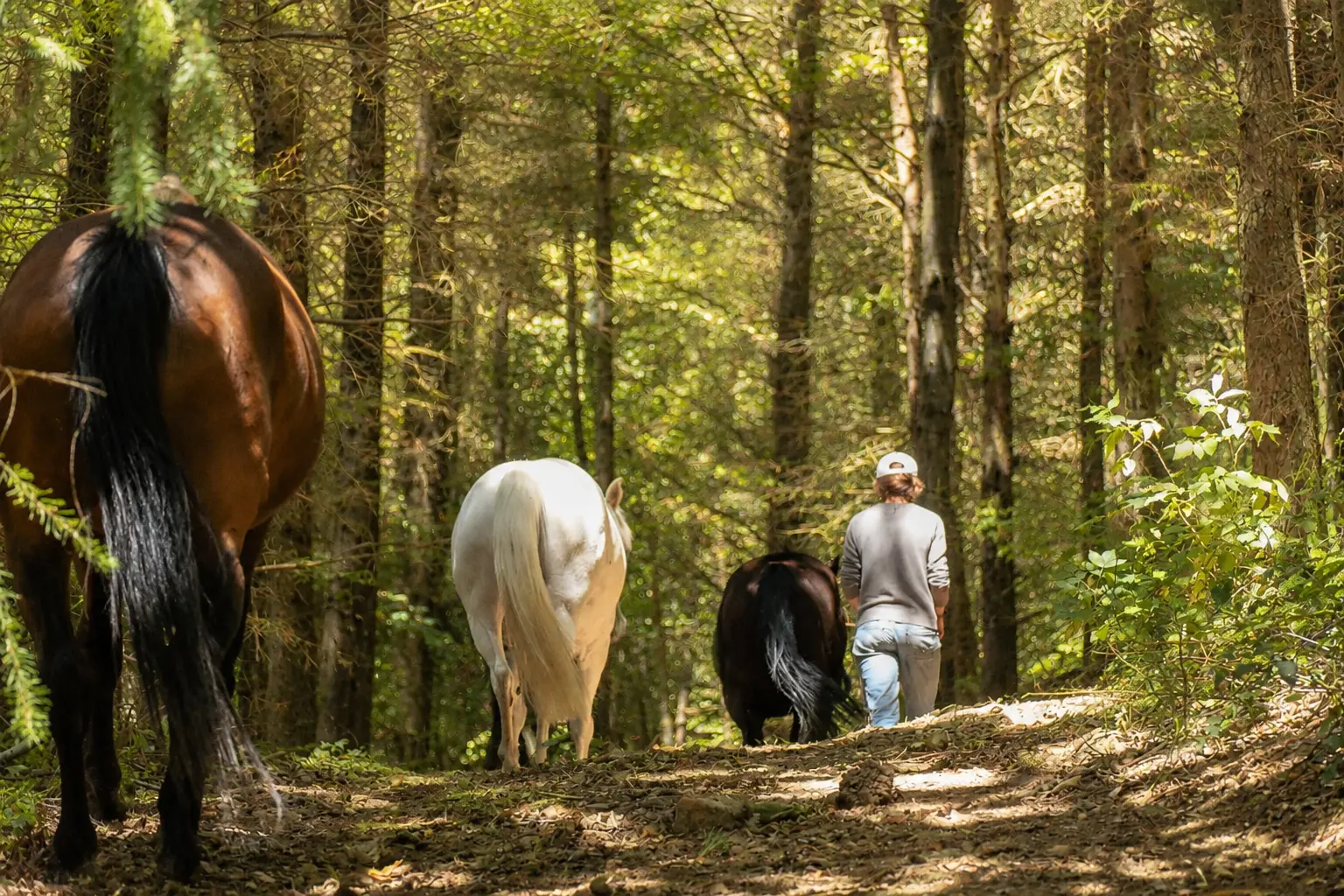 Plusieurs chevaux suivant une personne en forêt