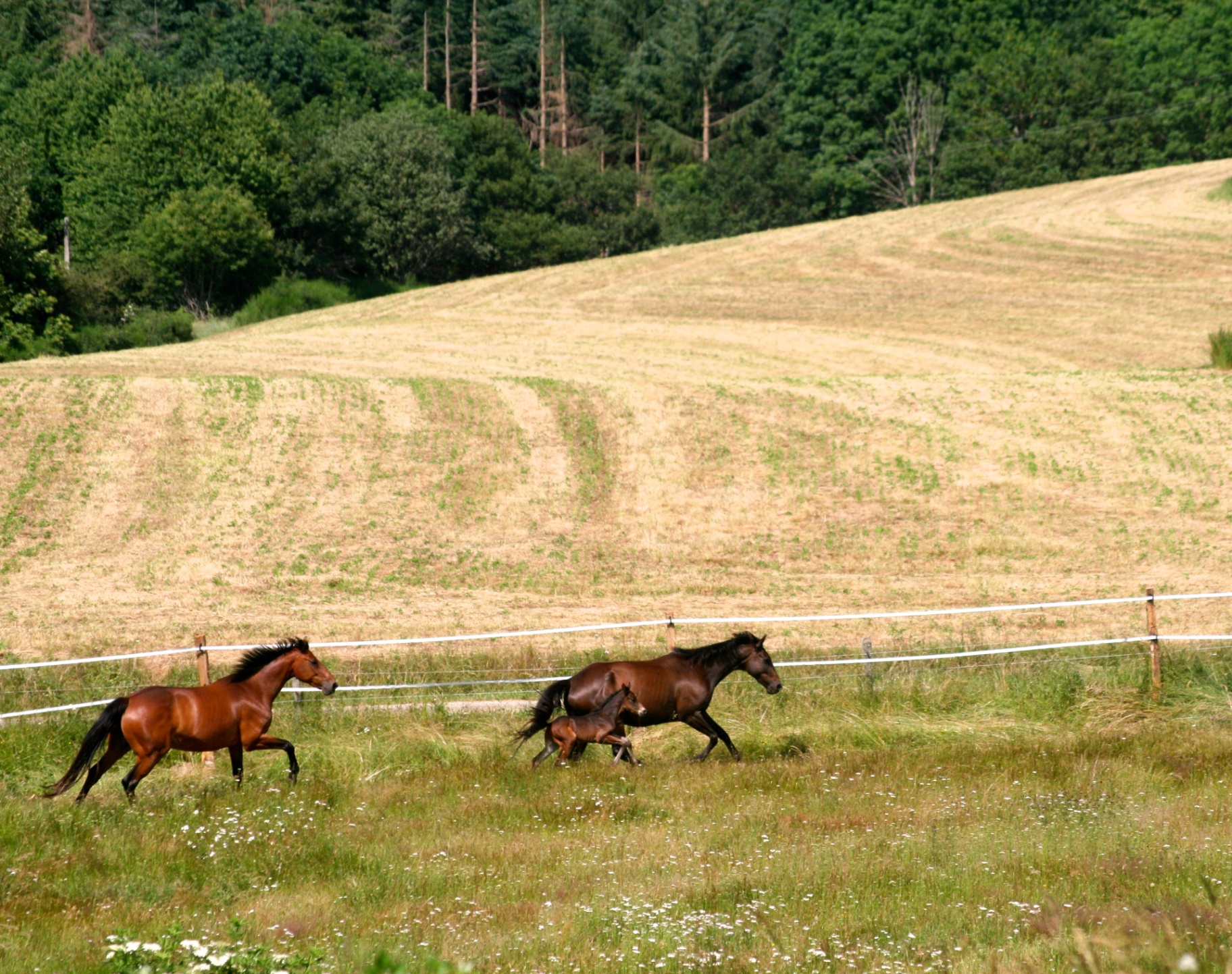 Chevaux et poulain au galop dans un pré