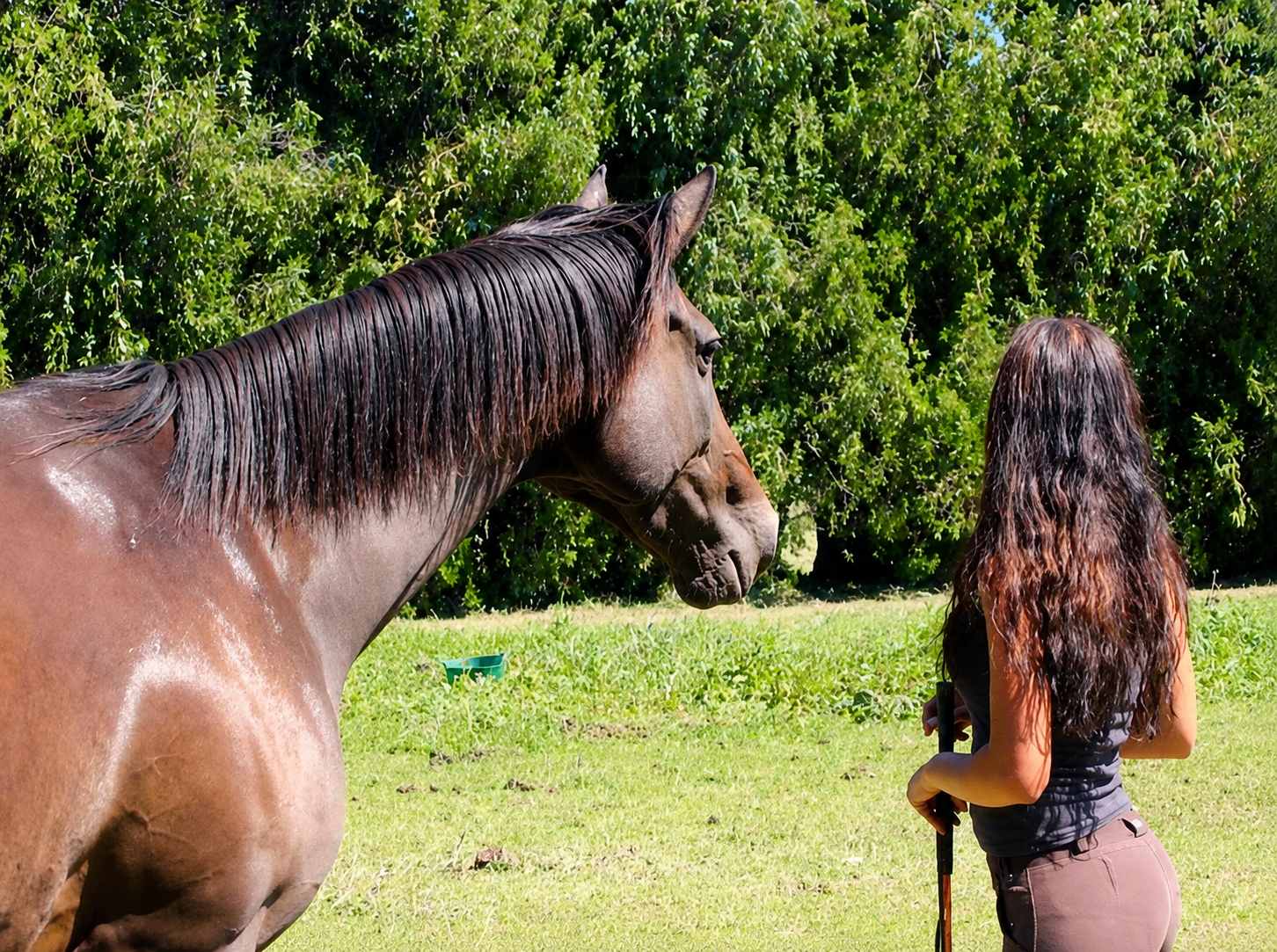 Élodie et un cheval en présence, dans un moment de connexion