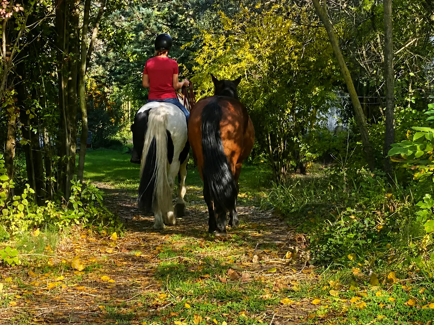 Balade à cheval en forêt, un cheval mené en main