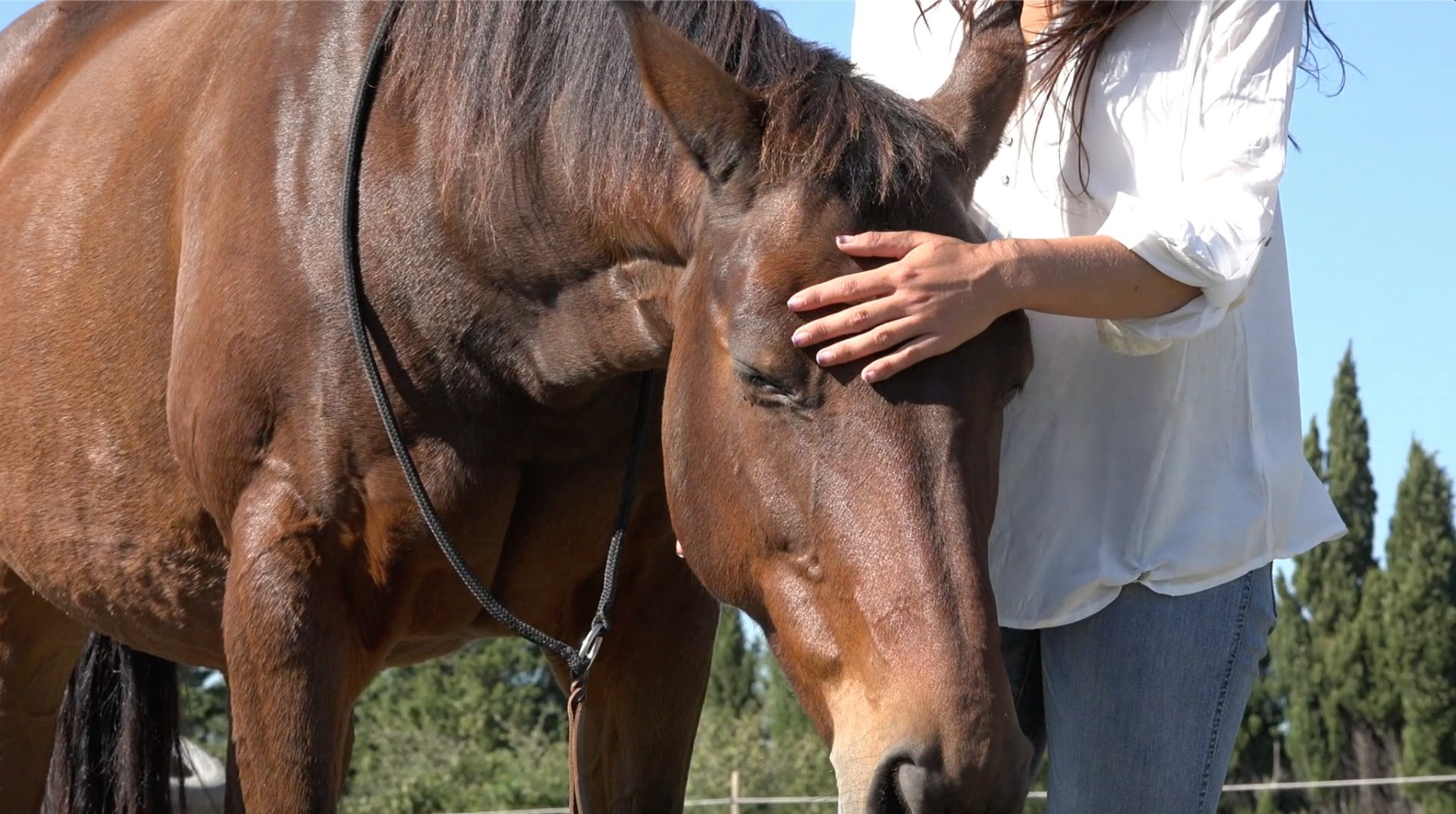 Un cheval calme avec une cavalière, une autre personne s'approche