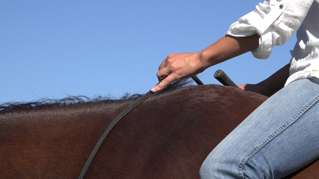 Détail de la main sur la cordelette avec le cheval