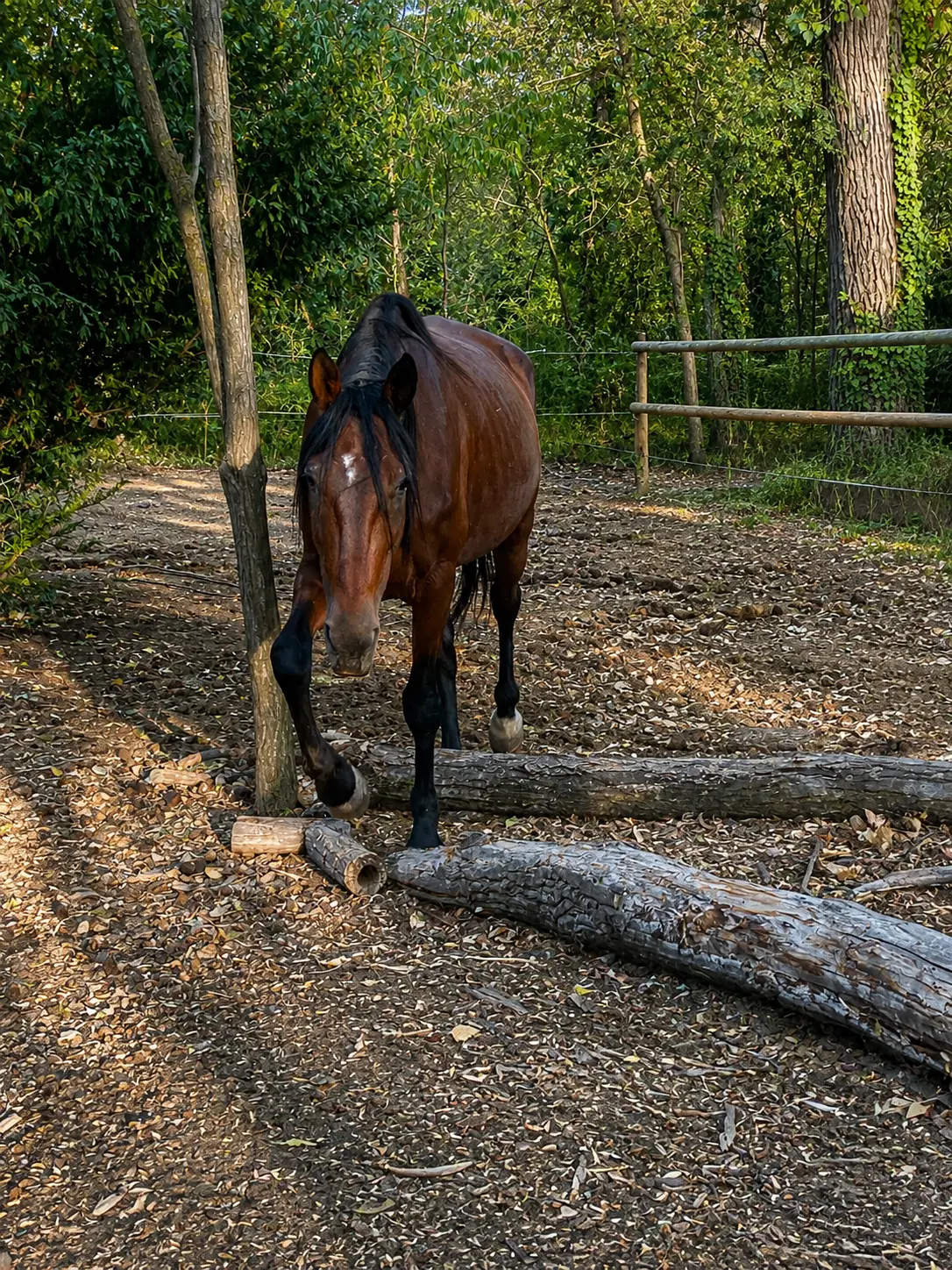 Boogie, trotteur réformé, dans un paddock boisé