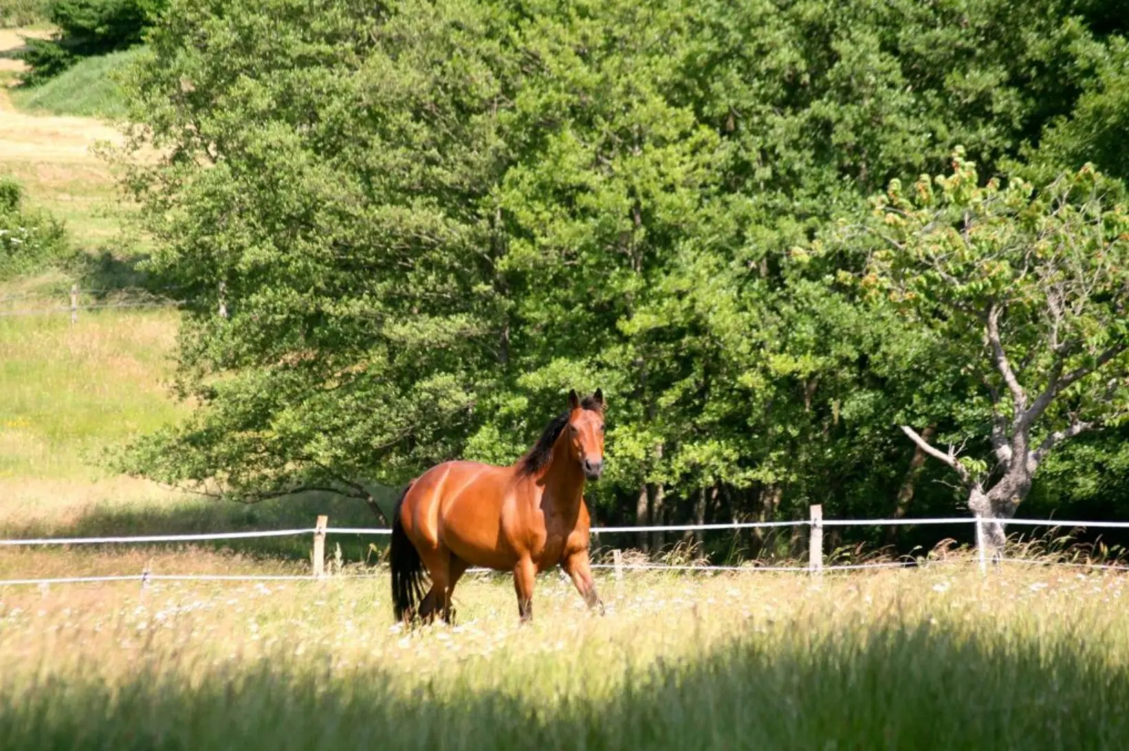 Cheval dans un paddock arboré, conditions de vie et environnement