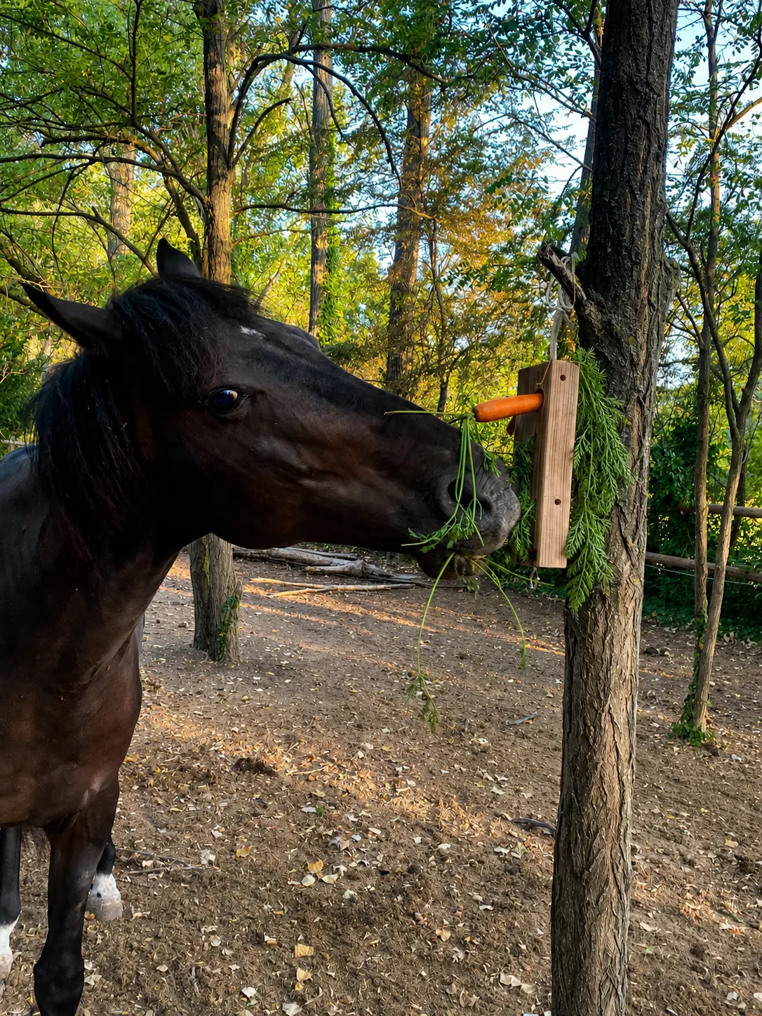 Cheval bénéficiant d'un enrichissement au paddock