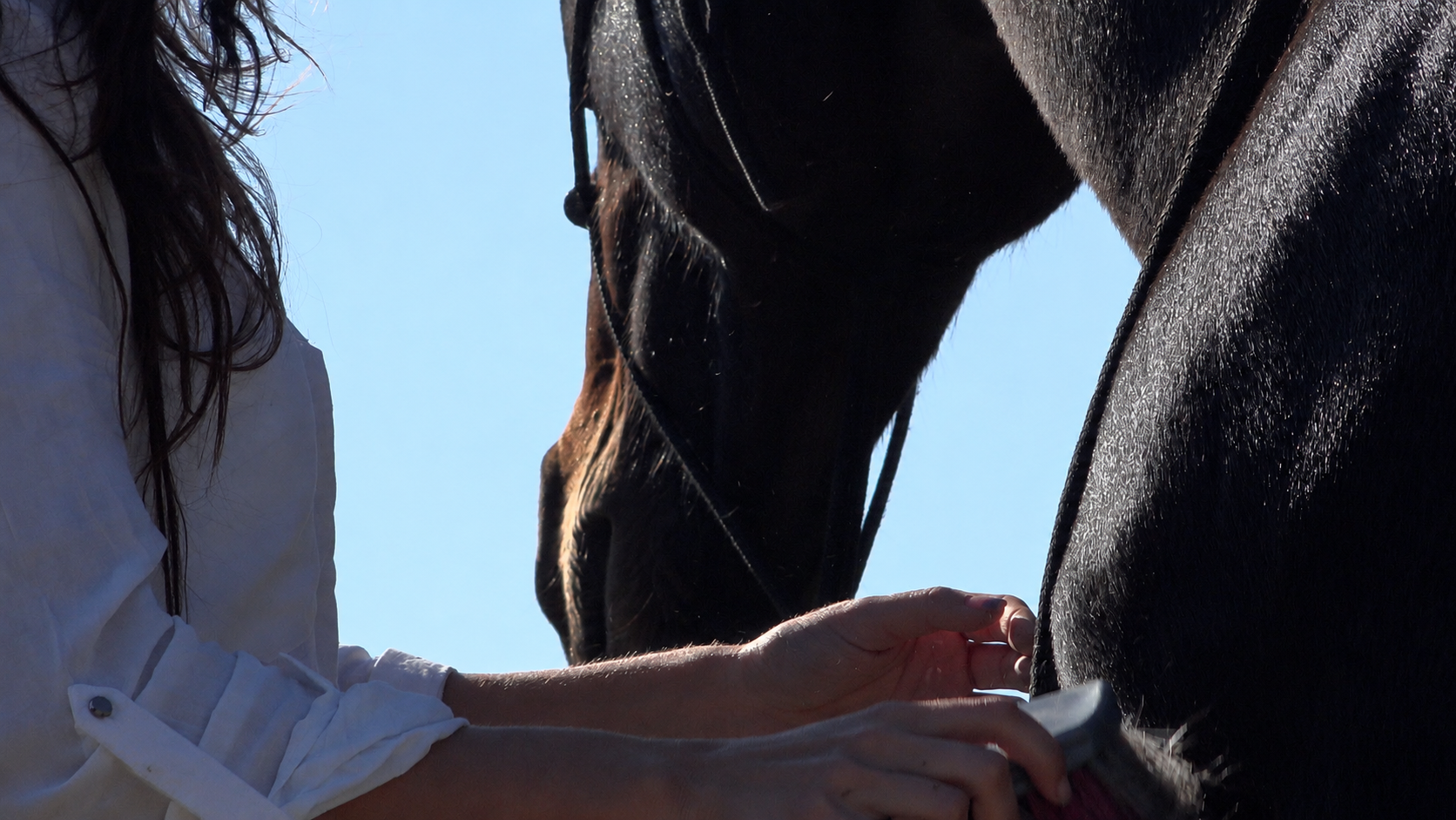 Mains d'une cavalière en contact avec son cheval