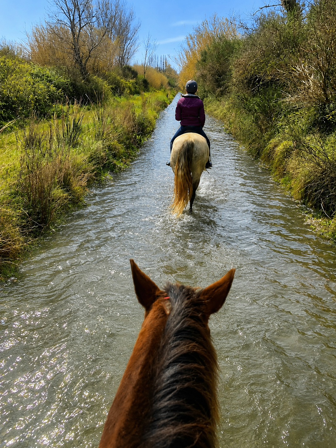 Cavalière traversant une rivière en pleine nature, vue depuis le dos d'un autre cheval