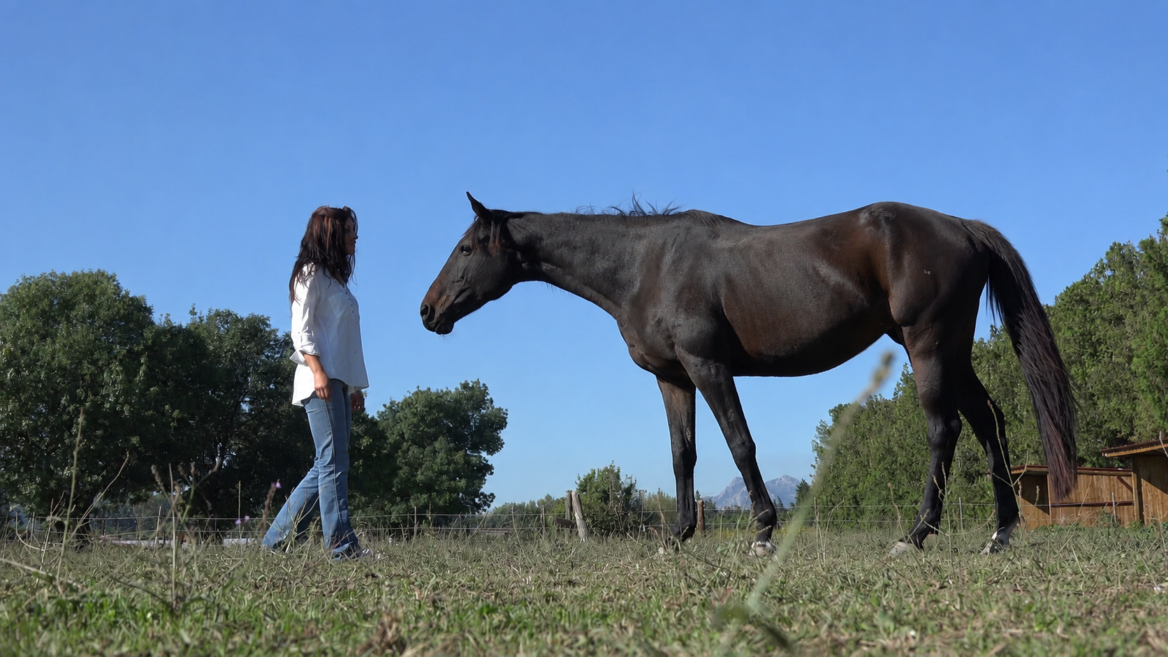 Elodie face à son cheval Lulu dans un pré