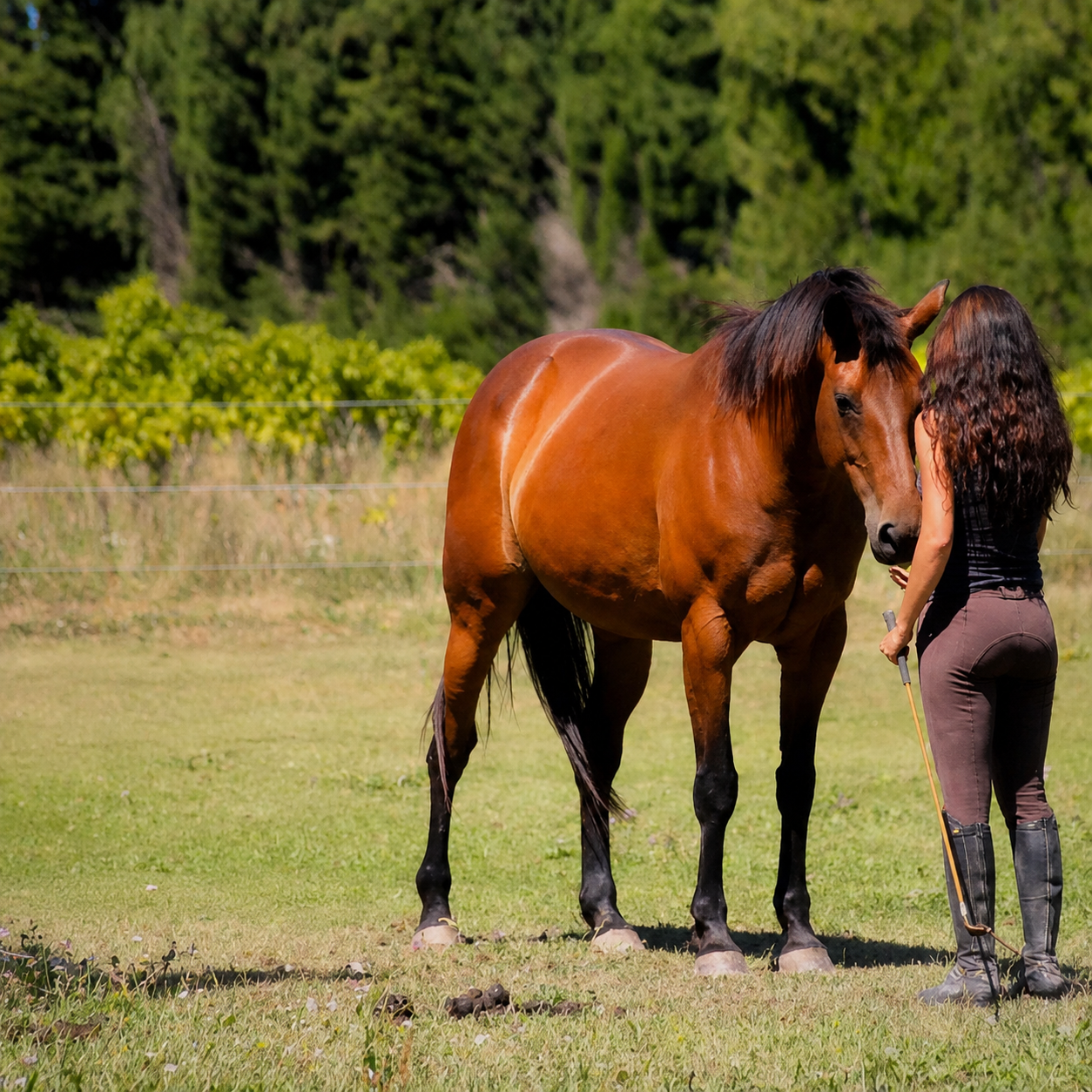 Échange avec un cheval en pâturage, observation et écoute du cheval