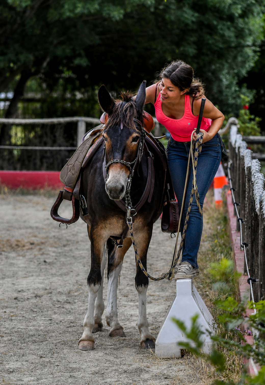 Cavalière travaillant en confiance avec son cheval